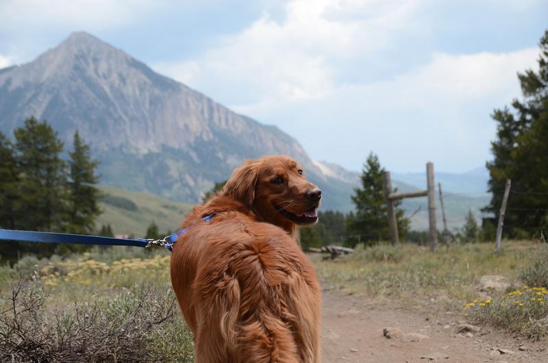 a dog look back with colorado mountains on the background
